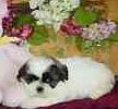 Shih Tzu puppies for sale