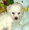 Bichon Frise puppies for sale