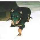 Beauceron puppies for sale