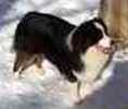 Australian Shepherd puppies for sale