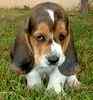 Basset Hound puppies for sale 