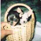 Chihuahua puppies
