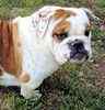 English Bulldog puppies for sale