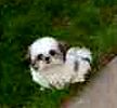 Shih Tzu puppies for sale
