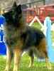Belgian Tervuren puppies for sale