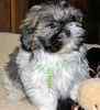Shih Tzu puppies for sale