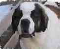 Saint Bernard puppies for sale