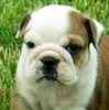 English Bulldog puppies for sale