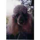Standard Poodle puppies