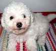 Bichon Frise puppies for sale
