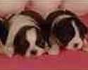 Shih Tzu puppies for sale