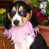 Beagle puppies for sale