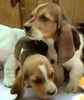 Basset Hound puppies for sale