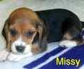 Beagle puppies for sale