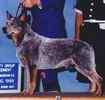 Australian Cattle Dog puppies for sale
