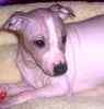 American Hairless Terrier puppies for sale