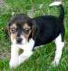Beagle puppies for sale