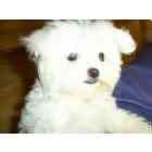 Maltese puppies