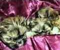 Shih Tzu puppies for sale