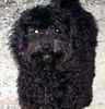 Australian Labradoodle puppies for sale