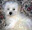 Bichon Frise puppies for sale
