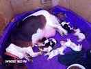 Basset Hound puppies for sale