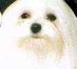 Maltese puppies for sale 