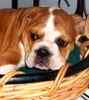 English Bulldog puppies for sale