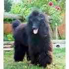 Standard Poodle puppies