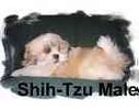 Shih Tzu puppies for sale