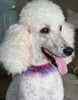 Standard Poodle