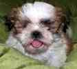 Shih Tzu puppies for sale