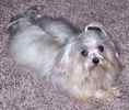 Maltese puppies for sale 