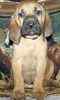 Bloodhound puppies for sale