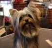 Yorkiepoo puppies for sale