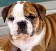 English Bulldog puppies for sale
