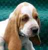Basset Hound puppies for sale