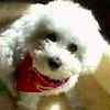 Bichon Frise puppies for sale