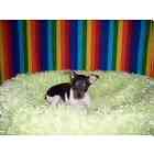 Toy Fox Terrier puppies for sale