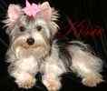 Biewer Yorkshire Terrier puppies for sale