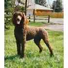 Standard Poodle puppies