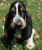 Basset Hound puppies for sale
