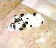 Shih Tzu puppies for sale