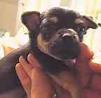 Chihuahua puppies