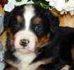 Bernese Mountain Dog puppies for sale
