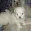 Maltese puppies for sale 