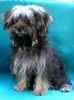 Yorkiepoo puppies for sale