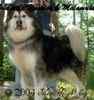 Alaskan Malamute puppies for sale
