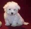 Maltese puppies for sale 