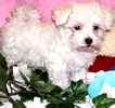 Maltese puppies for sale 